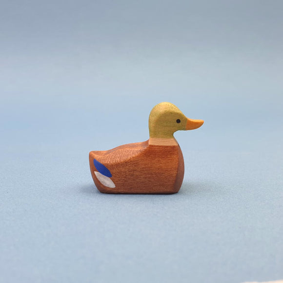Male Duck | Brin d'Ours